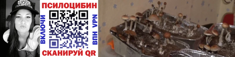 Псилоцибиновые грибы Cubensis  как найти   Белогорск 